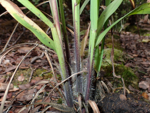 Paspalum urvillei observed 2026-05-10