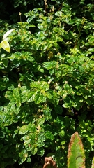 Pilea elliptica