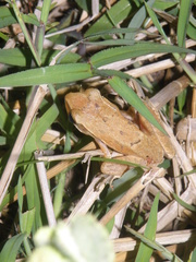 Polypedates leucomystax