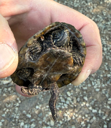 Eastern Musk Turtle observed by rastinirv