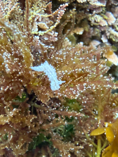 Aegires albopunctatus