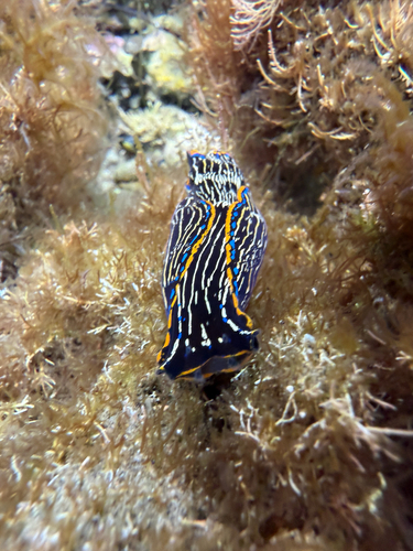 Navanax inermis