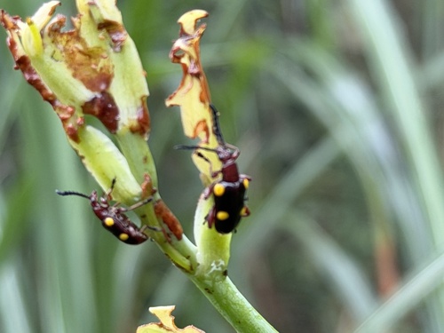Lilioceris miwai, 2026-05-11