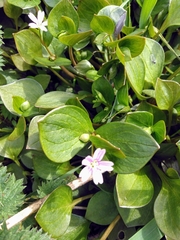 Claytonia sibirica