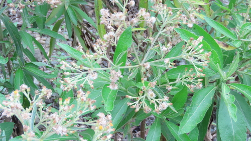Blumea balsamifera observed 2026-05-10