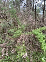 Cassinia aculeata, photograph author not stated, no rights reserved