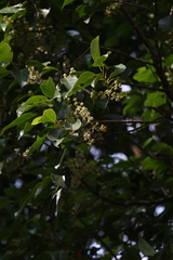 Elaeocarpus serratus