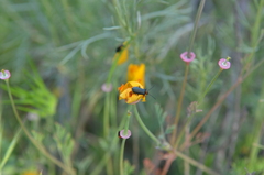Lytta crotchii