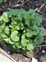 Alliaria petiolata