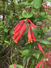 Lonicera sempervirens