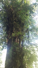 Philesia magellanica