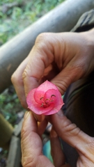 Philesia magellanica