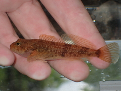 Black Sculpin photo 3
