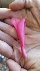 Philesia magellanica