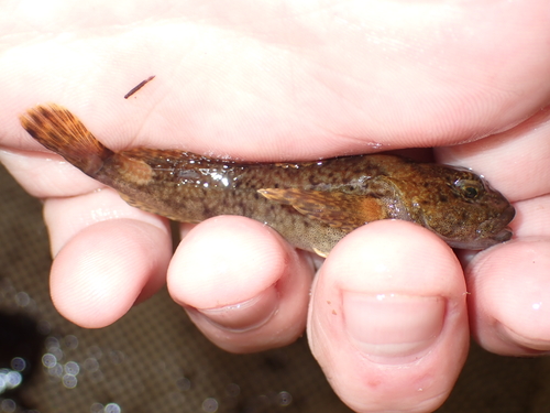Zwarte donderpad (Cottus baileyi) — Cottidae — 3