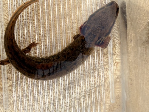 Common Mudpuppy observed by mkfly42