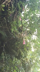 Philesia magellanica