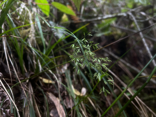 Poa mannii observed 2026-05-09