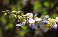 Pueraria tuberosa