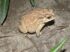 Duttaphrynus melanostictus