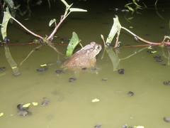Duttaphrynus melanostictus
