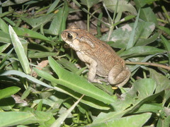 Duttaphrynus melanostictus