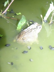 Duttaphrynus melanostictus