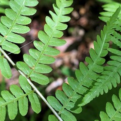 Thelypteris palustris pubescens