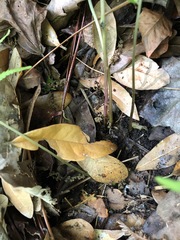 Thelypteris palustris pubescens