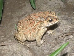 Duttaphrynus melanostictus