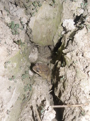 Duttaphrynus melanostictus
