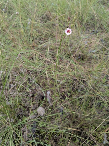 Centranthera hispida observed 2026-05-11