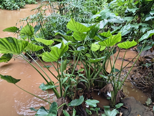 Alocasia observed 2026-05-09