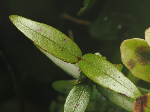 Metrosideros parkinsonii, photograph 6