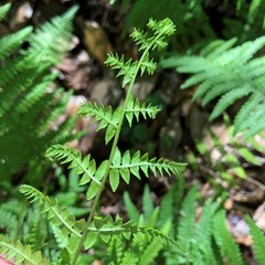 Thelypteris palustris pubescens