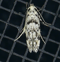 Sinoe