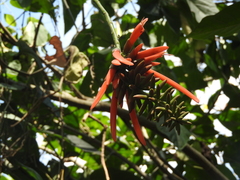 Erythrina