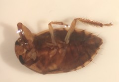 Pelocoris balius