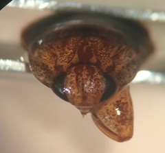 Pelocoris balius