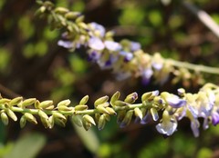 Pueraria tuberosa