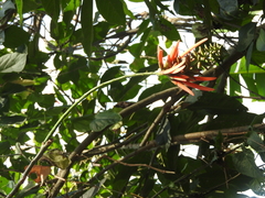 Erythrina