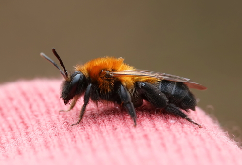 Milwaukee Mining Bee