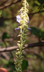 Pueraria tuberosa