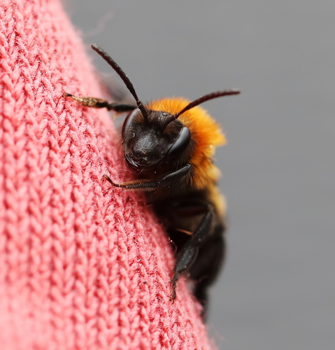 Milwaukee Mining Bee