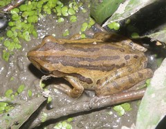 Polypedates leucomystax