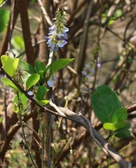 Pueraria tuberosa