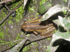 Polypedates leucomystax