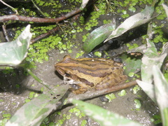 Polypedates leucomystax