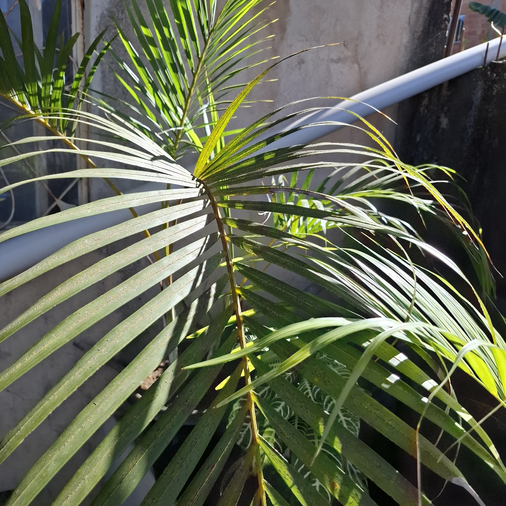 Chrysalidocarpus lutescens