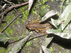 Polypedates leucomystax